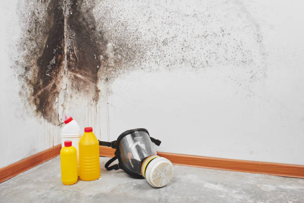 Best Certified Mold Removal  in Rolling Hills Estates, CA