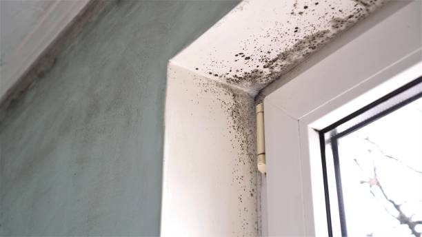 Attic Mold Removal in Rolling Hills Estates, CA