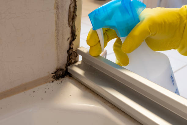 Best Attic Mold Removal  in Rolling Hills Estates, CA