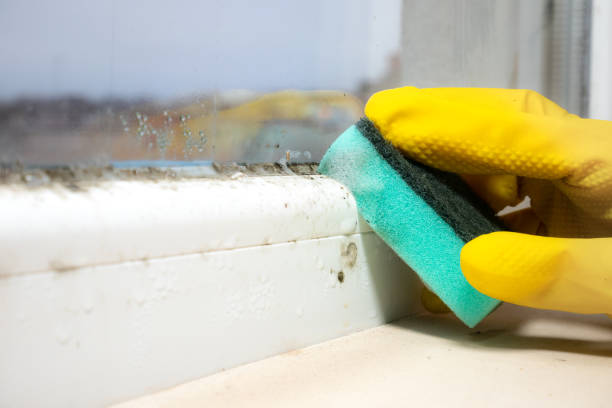 Professional Mold Removal in Rolling Hills Estates, CA