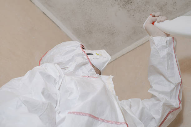 Best Mold Damage Repair  in Rolling Hills Estates, CA