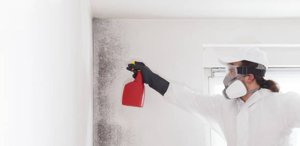 Best Mold Removal Near Me  in Rolling Hills Estates, CA