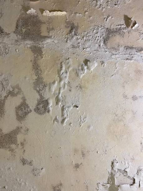 Best Mold Testing  in Rolling Hills Estates, CA